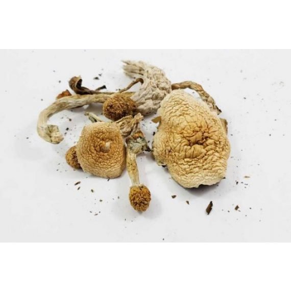 Nepal Chitwan Magic Mushrooms