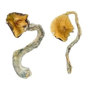 Panama Magic Mushrooms