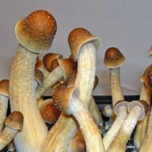 Penis Envy Mushroom Spores