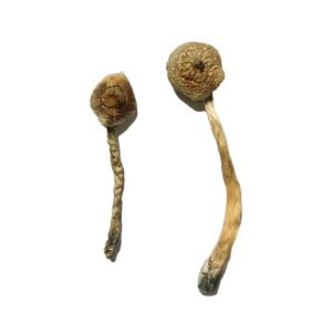 Rusty Whyte Magic Mushrooms