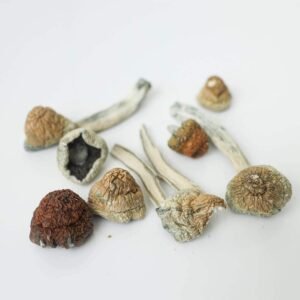 tidal wave shrooms magic mushroom delivery toronto