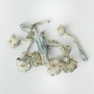 white rabbit shrooms magic mushroom delivery toronto